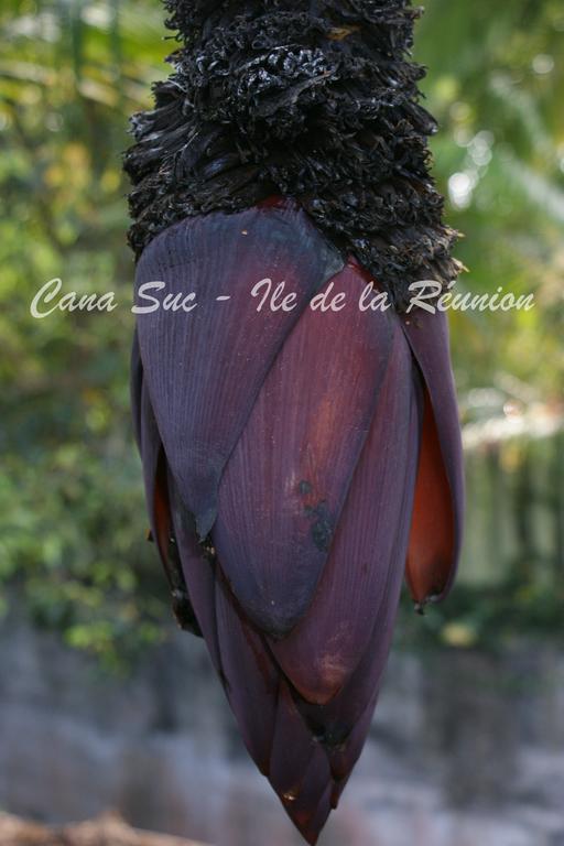 Cana Suc Sainte-Rose Eksteriør billede